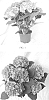Hydrangea%20macrophylla%20%28Thunb.%29%20%27BCHY-11.068%27