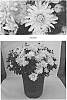 Chrysanthemum%20x%20morifolium%20%27CIFZ0052%27