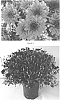 Chrysanthemum%20x%20morifolium%20%27CIFZ0044%27