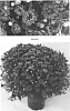 Chrysanthemum%20x%20morifolium%20%27CIFZ0055%27