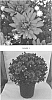 Chrysanthemum%20x%20morifolium%20%27CIFZ0051%27
