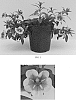 Calibrachoa%20x%20hybrida%20%27Balcanumbi%27