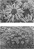 Monarda%20hybrid%20%27Blue%20Moon%27