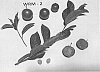 Prunus%20rootstock%20%27WRM-2%27