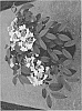 Viburnum%20plicatum%20tomentosum%20%27SMNVPTFD%27
