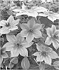 Clematis%20hybrid%20%27Donahros%27