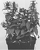Nepeta%20kubanica%20%27Bokratune%27
