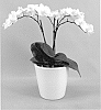 Phalaenopsis%20hybrid%20%27PHALFLAJ%27