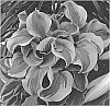 Hosta%20hybrid%20%28Tratt.%29%20%27School%20Mouse%27