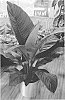 Spathiphyllum%20hybrida%20%27S48%27