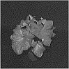 Caladium%20X%20hortulanum%20%27Restless%20Heart%27