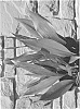 Aspidistra%20elatior%20%27Barr01%27