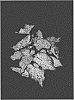 Caladium%20X%20hortulanum%20%27Day%20Dreamer%27