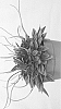 Peperomia%20hybrid%20%27San%20Marino%27