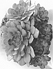 Aeonium%20hybrida%20%27Tenerife%20Rose%27