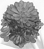 Aeonium%20hybrida%20%27Madeira%20Rose%27