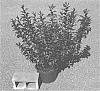 Prunus%20x%20cistena%20%27UCONNPC001%27