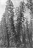 Humulus%20lupulus%20L.%20%27Furano%200902D%20go%27