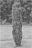 Ilex%20crenata%20%27PIIIC-I%27