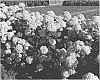 Hydrangea%20arborescens%20%27KOLPINBEL%27