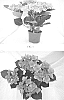 Hydrangea%20macrophylla%20%28Thunb.%29%20%27BCHY-11.028%27