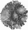 Aeonium%20hybrida%20%27Black%20Ruby%27