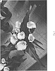 Zantedeschia%20sprengeri%20%27Monte%20Carlo%27