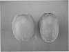 Actinidia%20chinensis%20Planch%20%27AU%20Gulf%20Coast%20Gold%27