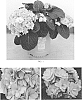 Hydrangea%20macrophylla%20%27Tomeina-blue%27