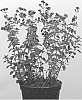 Origanum%20vulgare%20L.%20%27ALL120506%27
