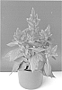 Celosia%20plumosa%20%27BKCELANP%27