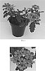 Verbena%20x%20hybrida%20%27Balendluim%27