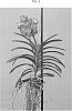 Vanda%20spp.%20Jones%20ex%20R.%20Br.%20%27SPCDW1608%27