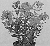 Phlox%20paniculata%20%27Versorange%27