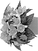 Begonia%20hybrida%20%27Fibegunfiki%27