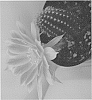 Echinopsis%20hybrida%20%27Mardi%20Gras%27
