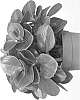 Peperomia%20obtusifolia%20%27Obtipan%27
