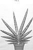 Sansevieria%20cylindrica%20%27SUPSAN1604%27