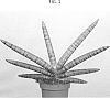 Sansevieria%20cylindrica%20%27SUPSAN1601%27