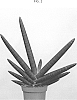 Sansevieria%20cylindrica%20%27SUPSAN1602%27