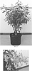 Cestrum%20nocturnum%20%27Gold%20Night%27