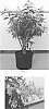 Cestrum%20nocturnum%20%27Gold%20Night%27