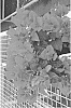 Bougainvillea%20communis%20%27Vista4%27