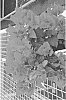 Bougainvillea%20communis%20%27Vista4%27