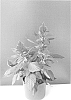 Celosia%20plumosa%20%27BKCELAPP%27