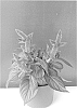 Celosia%20plumosa%20%27BKCELAV%27