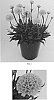 Armeria%20pseudarmeria%20%27Sweet%20Dreams%27