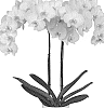Phalaenopsis%20hybrid%20%27PHALFMACON%27