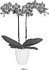 Phalaenopsis%20hybrid%20%27PHALFEQBIN%27