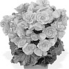 Begonia%20hybrida%20%27Fibegdraeven%27